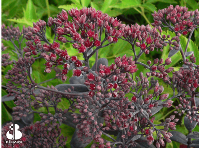 Sedum telephium   'Desert Black'